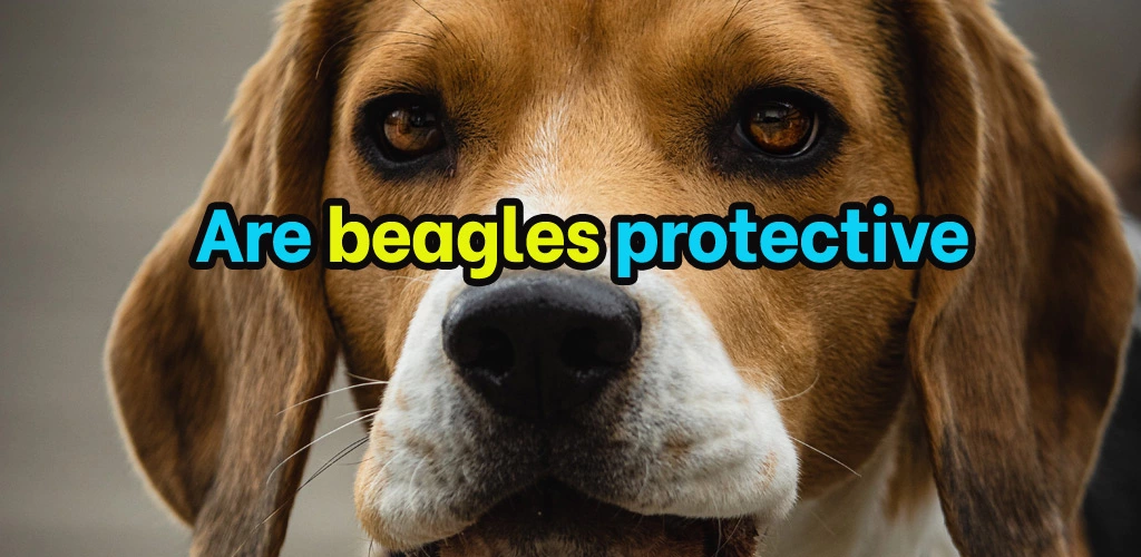 Are beagles protective