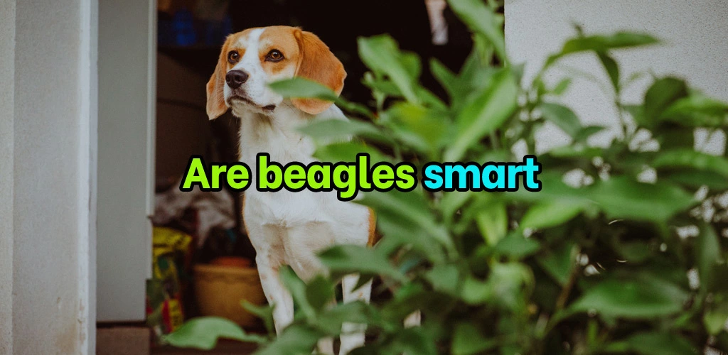 Are beagles smart