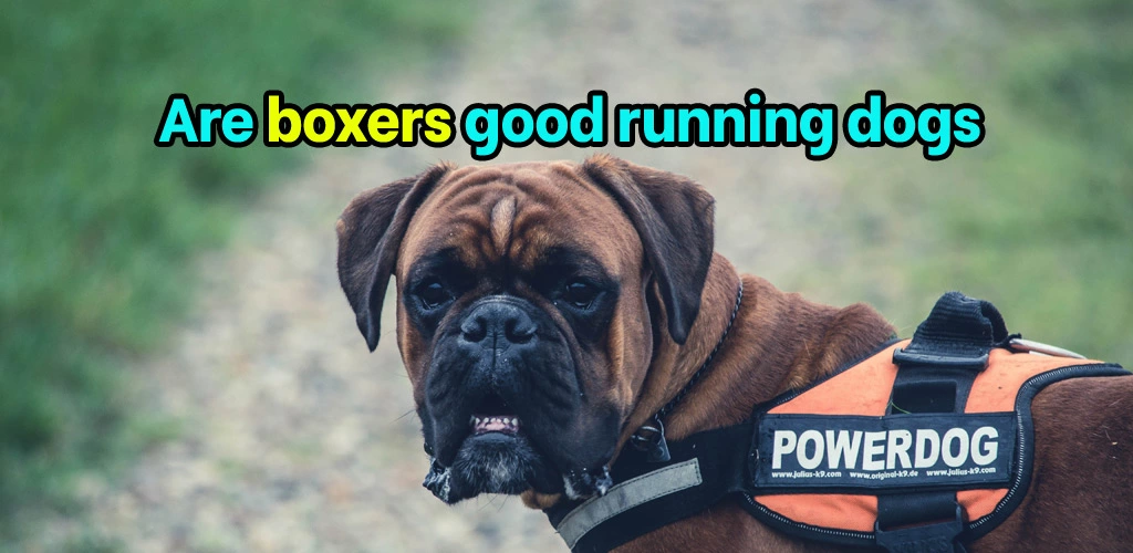 Are boxers good running dogs