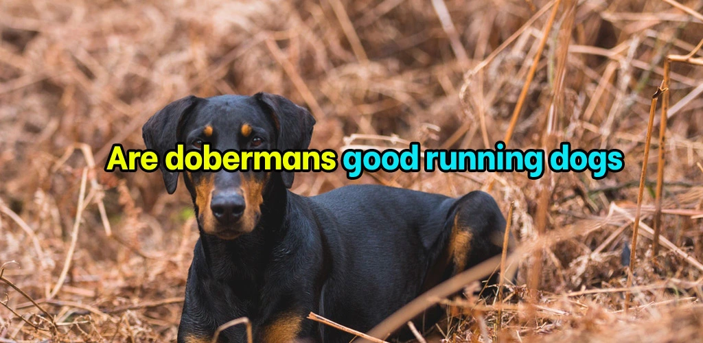 Are dobermans good running dogs
