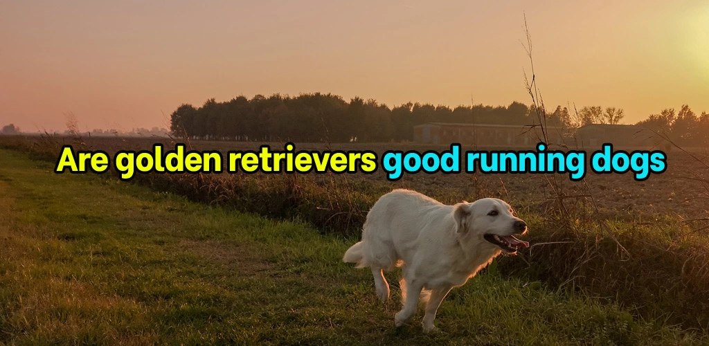 Are golden retrievers good running dogs