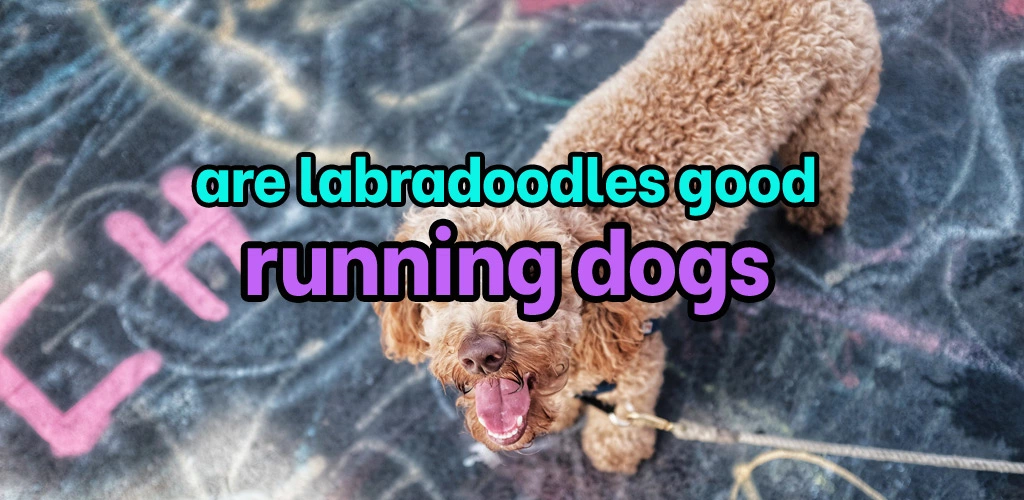 Are labradoodles good running dogs