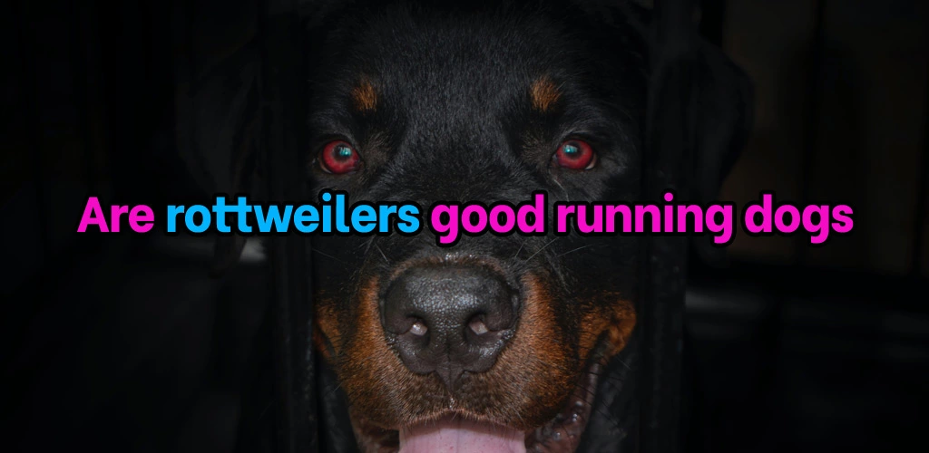 Are rottweilers good running dogs