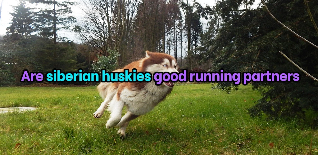 Are siberian huskies good running partners