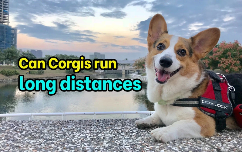 Can Corgis run long distances