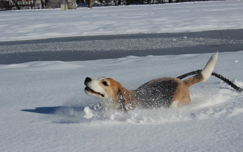 Can a Beagle run long distances