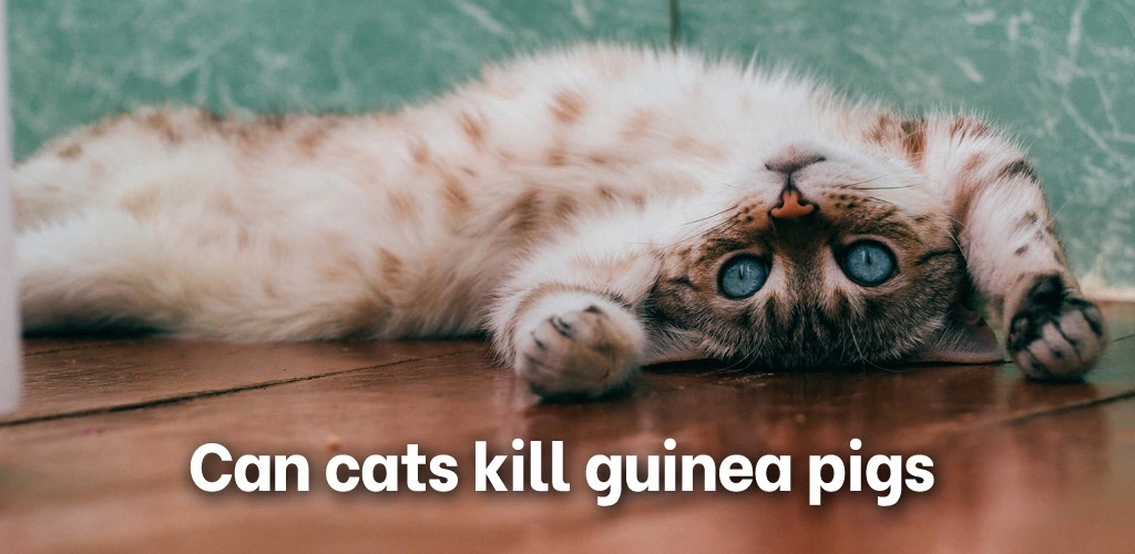 Can cats kill guinea pigs