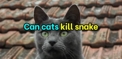 Can Cats kill Snakes? (You Won’t Like the Answer)