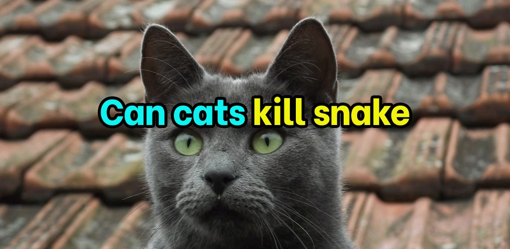 Can cats kill snakes