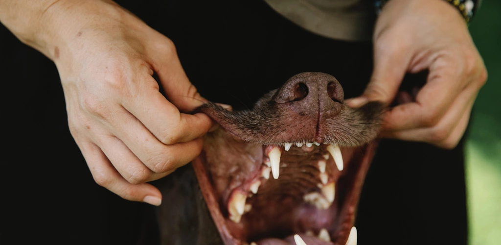 Can i brush my dog’s teeth with coconut oil