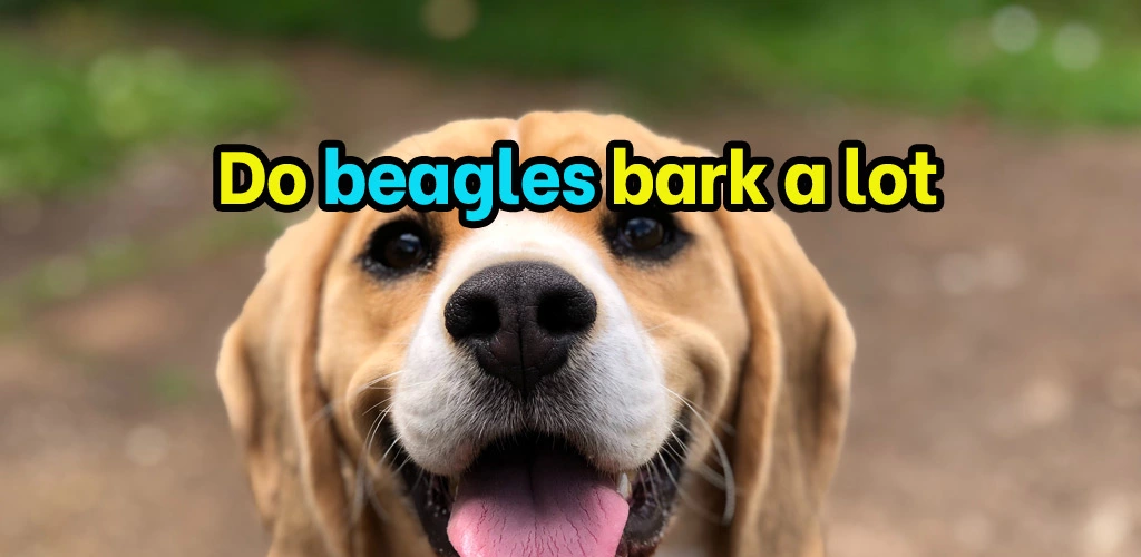 Do beagles bark a lot