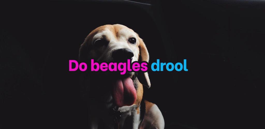 Do beagles drool