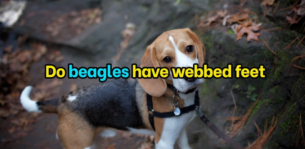Do beagles have webbed feet