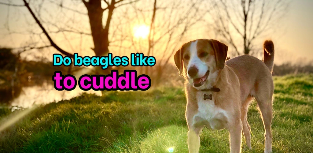 why do beagles like to cuddle