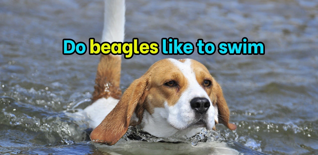 Do beagles like to swim