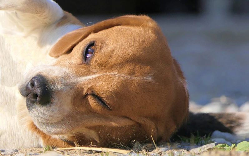 Do beagles shed a lot