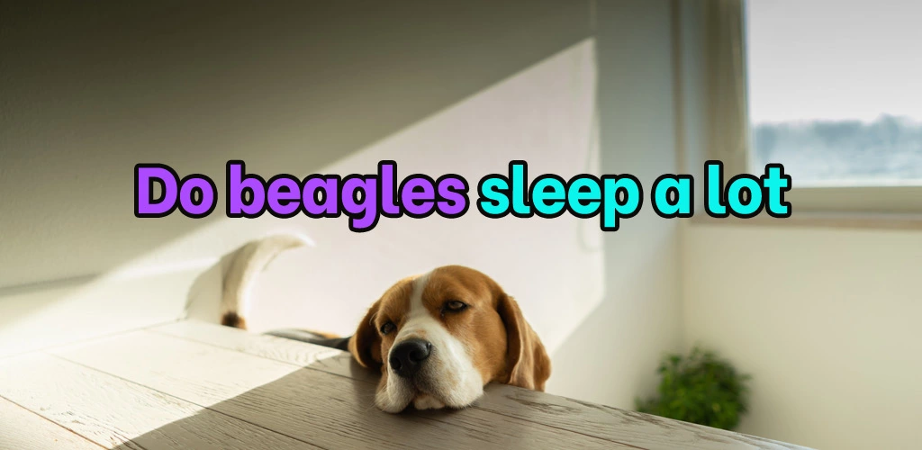 Do beagles sleep a lot