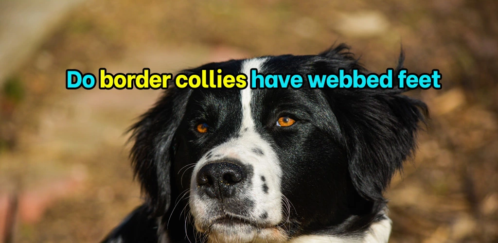 Do border collies have webbed feet