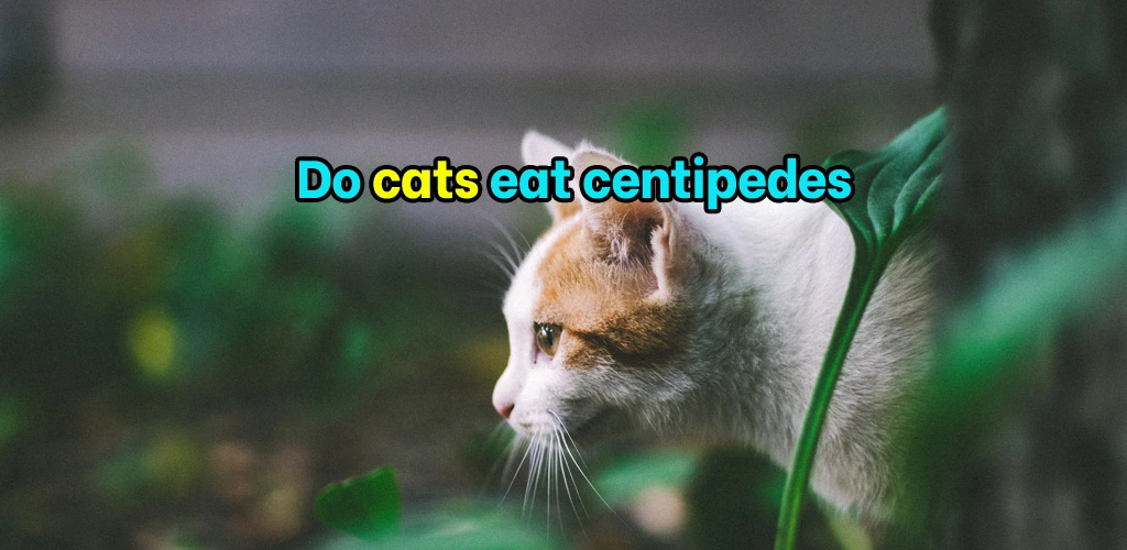 Do cats eat centipedes
