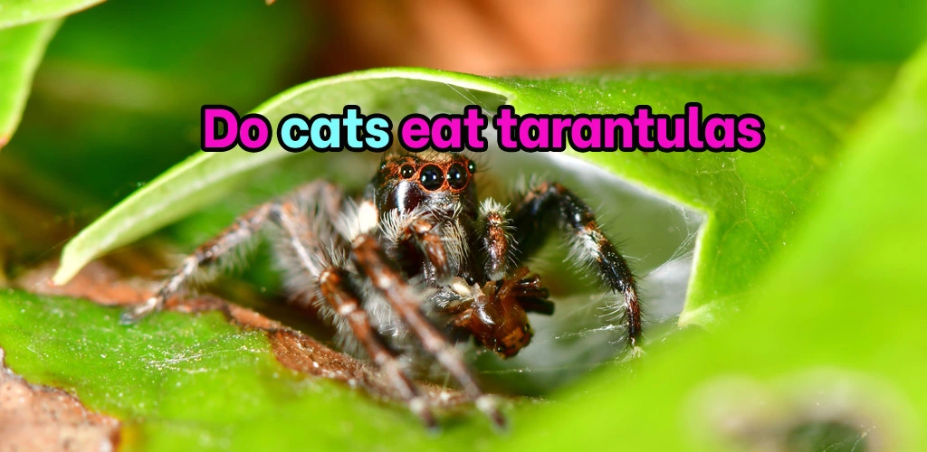 Do cats eat tarantulas