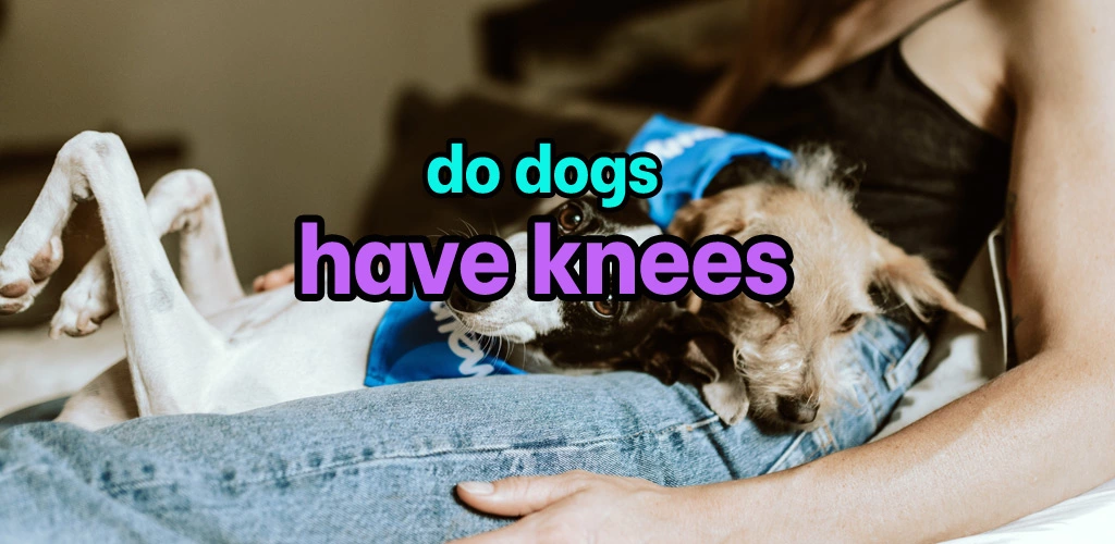 Do dogs have knees