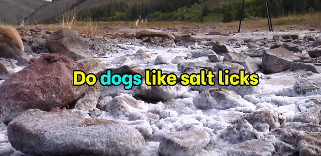 Do dogs need salt licks