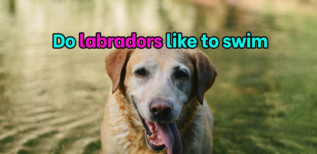 Do labradors like to swim