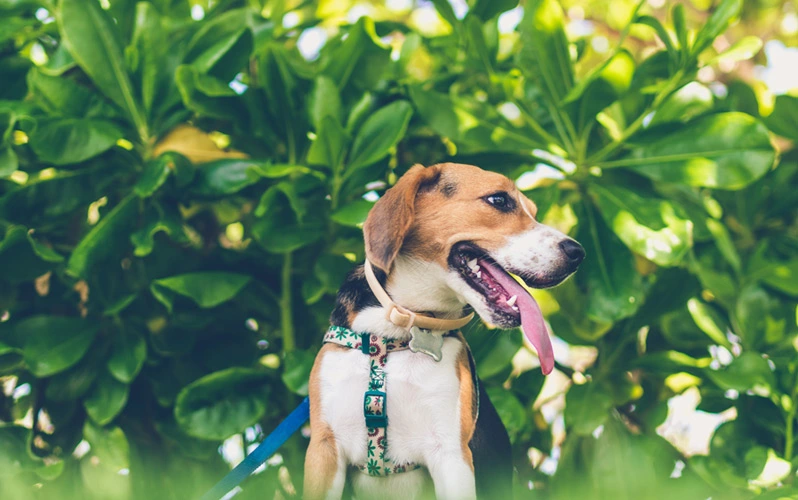 Does beagle drool