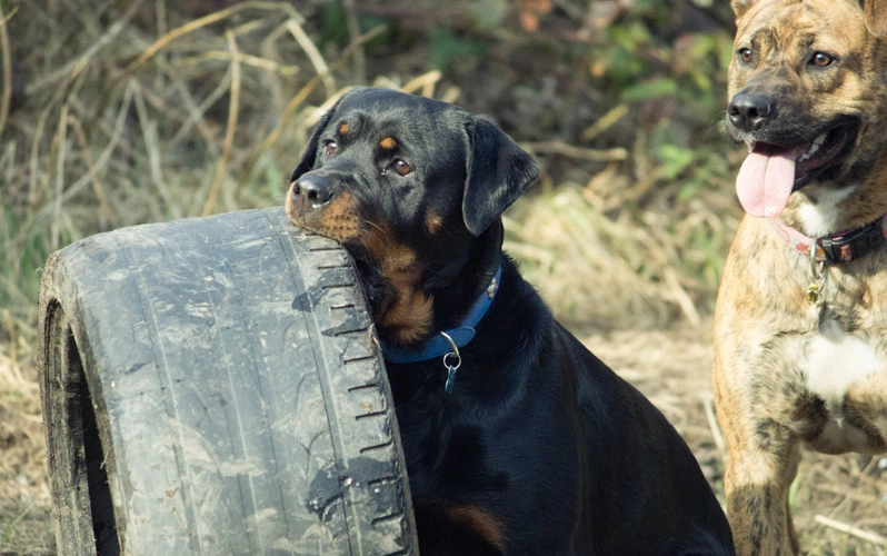 Forced exercise to Rottweilers and how to prevent it