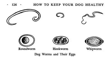 Heartworms in dogs