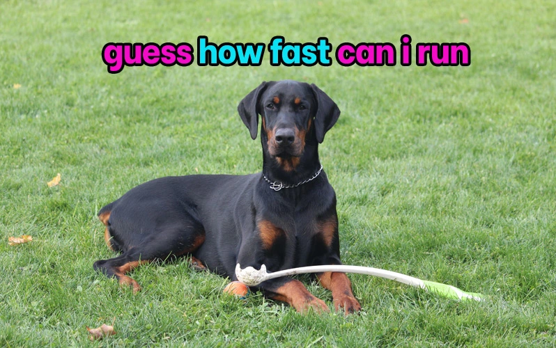 How fast can a Doberman run