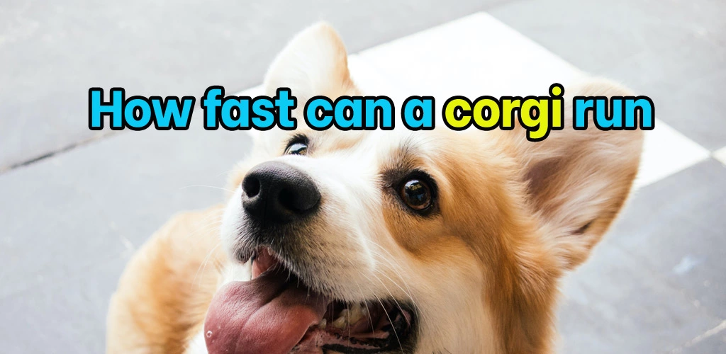 How fast can a corgi run