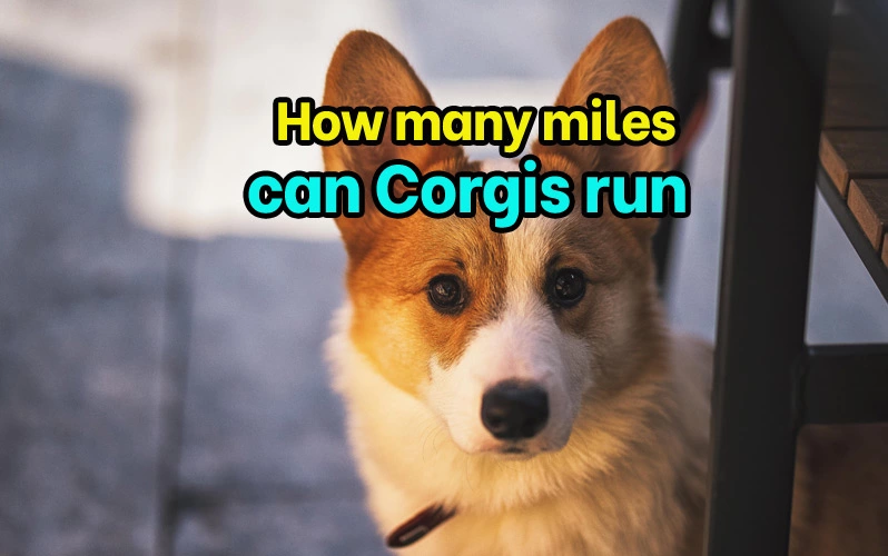 How many miles can Corgis run