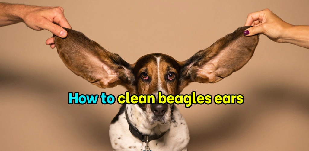 How to clean beagles ears