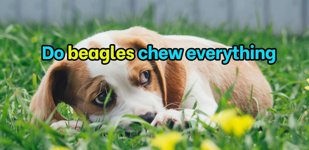 How to stop a beagle from chewing everything
