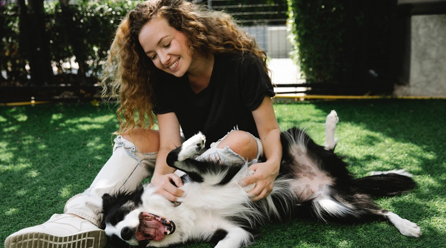 How to take care of your Border Collie’s webbed feet