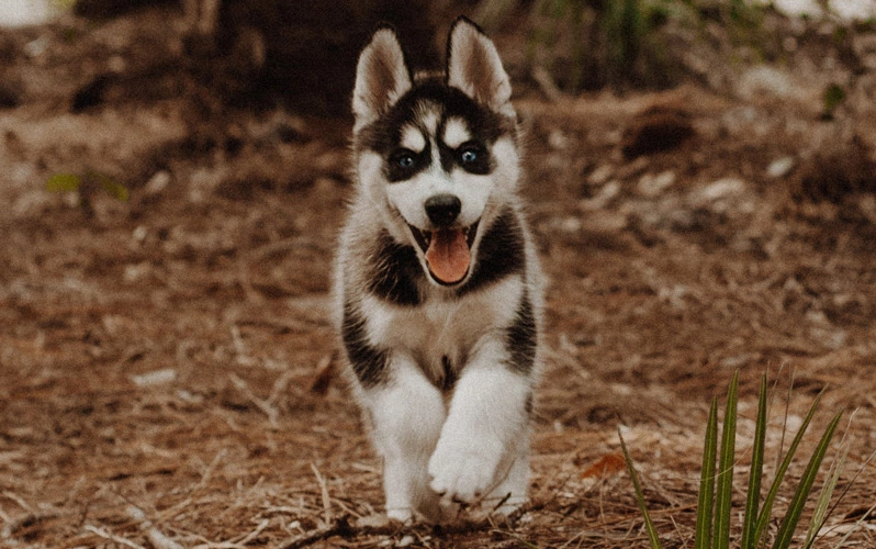 How to train your Siberian Husky to go running with you