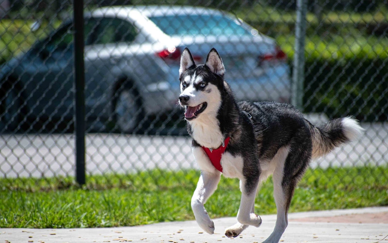 Siberian Huskies and running