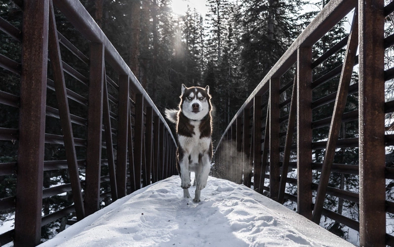 Things to remember when running with Siberian Huskies