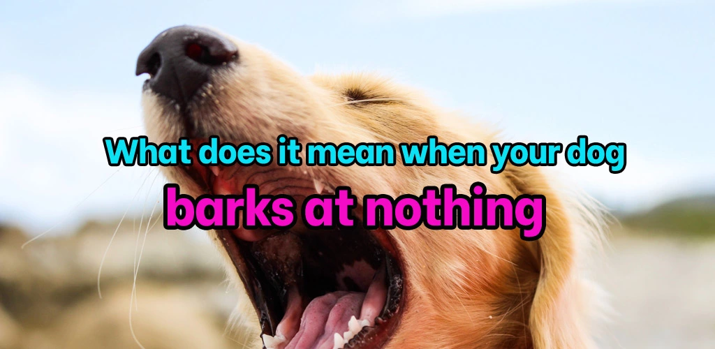 What does it mean when your dog barks at nothing