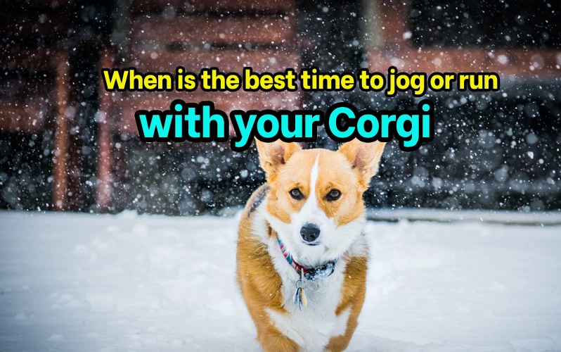When is the best time to jog or run with your Corgi