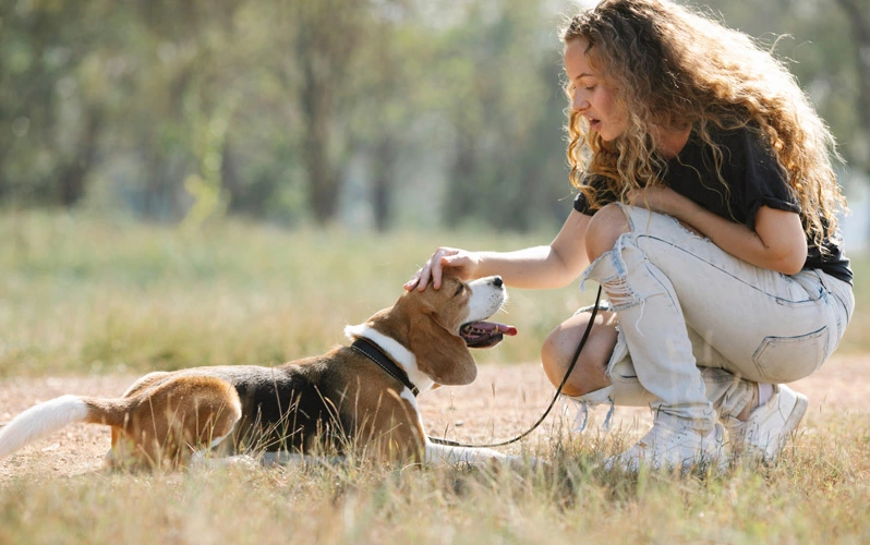 Why do beagles have low rank in terms of dog intelligence