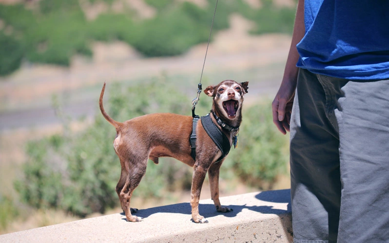 Why is your dog barking at nothing during the day