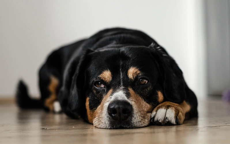 Your dog growls because he is suffering from health problems