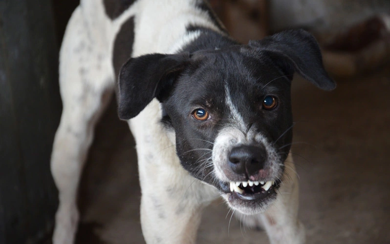 Your dog growls because you are invading his privacy