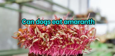 Can dogs eat amaranth