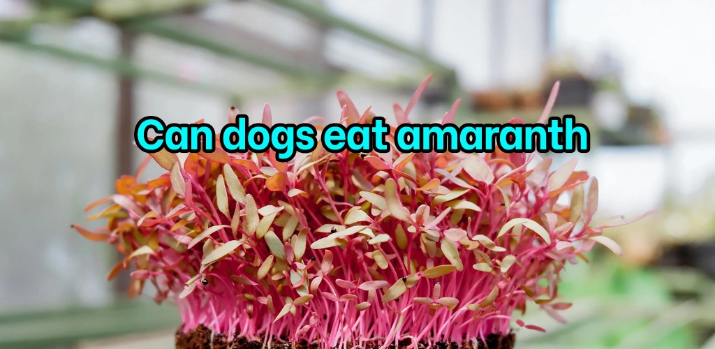 Can dogs eat amaranth