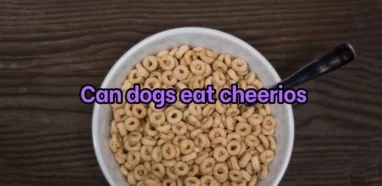 Can dogs have cheerios as a treat?