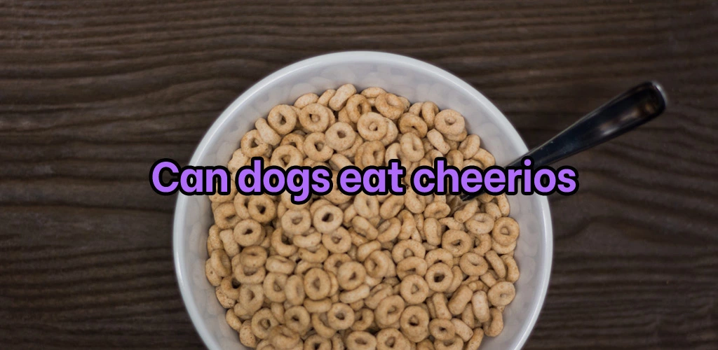 Can dogs eat cheerios