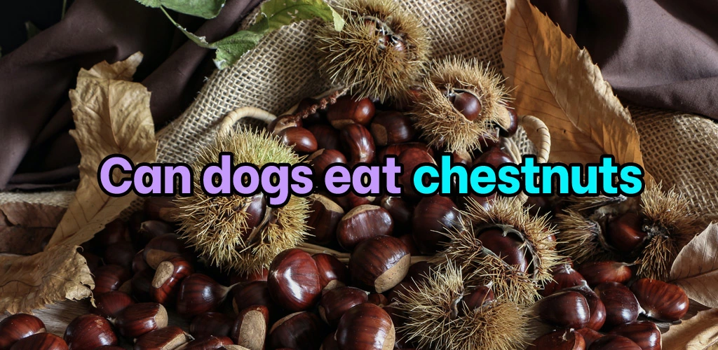 Can dogs eat chestnuts
